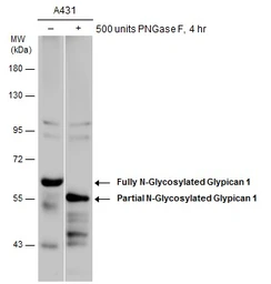 Anti-Glypican 1 antibody [N3C3] used in Western Blot (WB). GTX104557